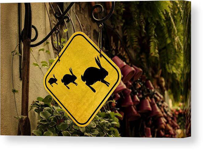 Rabbit Canvas Print featuring the photograph Rabbit Crossing by Phil Cardamone