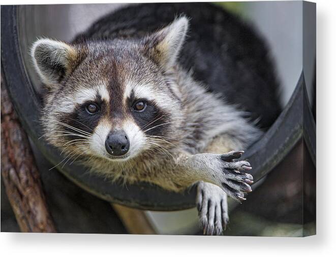 Animal Canvas Print featuring the photograph Raccoon in a tube by Picture by Tambako the Jaguar