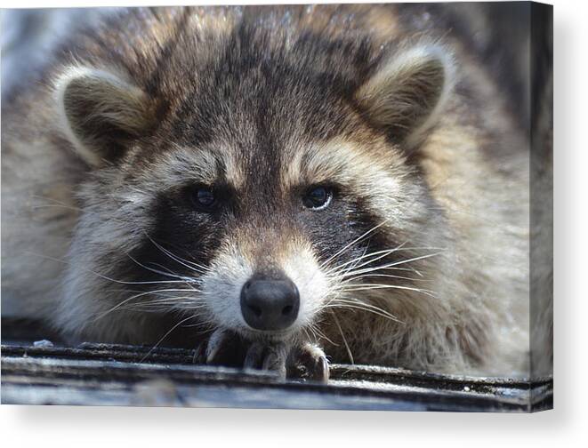 Juvenile Raccoon- Raccoon- Head Shot- Cute Baby Raccoon- Head Resting On Foot-(art-photography Images By Rae Ann M. Garrett- Raeann Garrett) Canvas Print featuring the photograph Raccoon -P by Rae Ann M Garrett