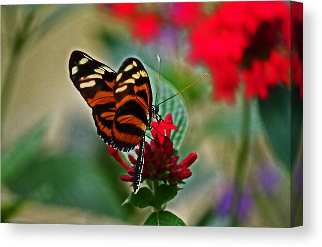 Butterfly Canvas Print featuring the photograph Radiant butterfly by Lily K