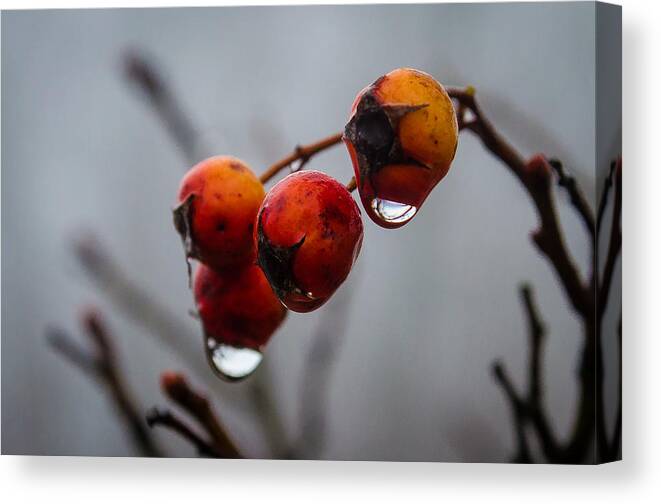 Turkey Brook Park Canvas Print featuring the photograph Rain Berries I by GeeLeesa Productions