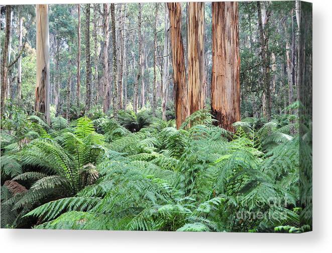 Rain Forest Canvas Print featuring the photograph Rain Forests A C by Peter Kneen