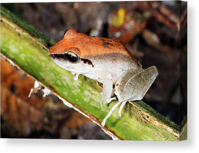 Amazon Canvas Print featuring the photograph Rain Frog by Dr Morley Read