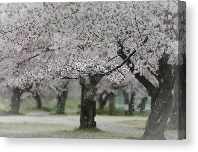 Tranquility Canvas Print featuring the photograph Rain Of Cherry Blossoms by Nobythai