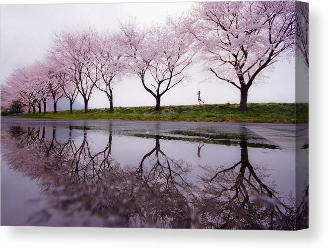 Cherry Canvas Print featuring the photograph Rain Of Spring by Kouji Tomihisa