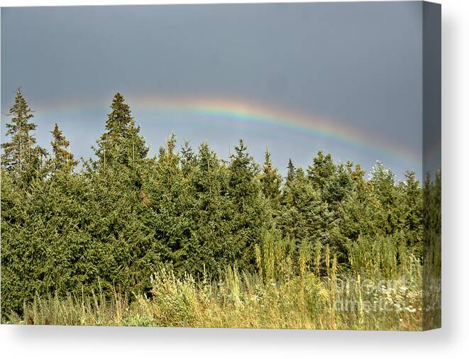  Canvas Print featuring the photograph Rainbow over the Evergreens by Cheryl Baxter
