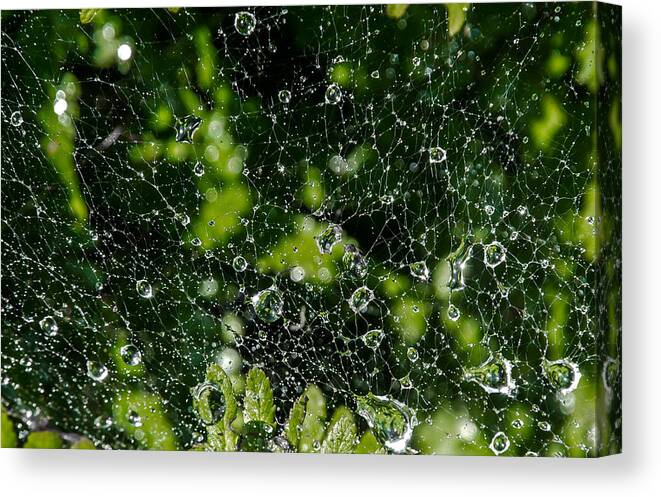 Net Canvas Print featuring the photograph Raindrops In Spiderweb by Andreas Berthold
