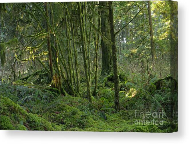 Moss Canvas Print featuring the photograph Rainforest Green by Sharon Talson