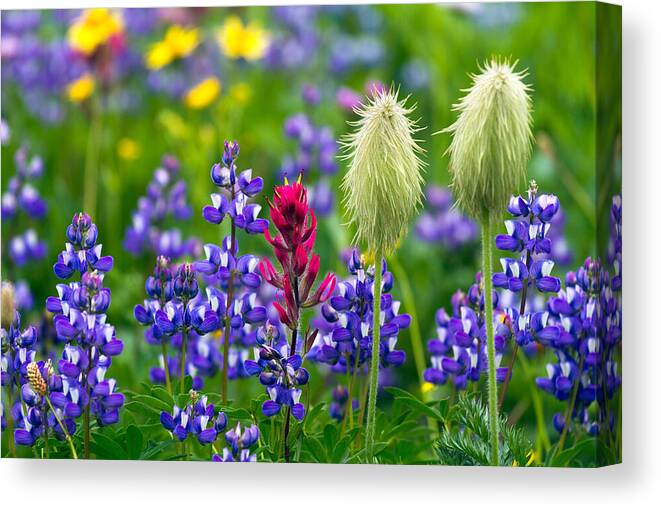Alpine Canvas Print featuring the photograph Rainier Wildflowers by Michael Russell