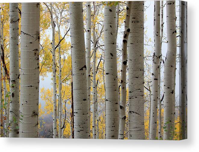 Autumn Colors Canvas Print featuring the photograph Rainy Day Aspen by Jim Garrison
