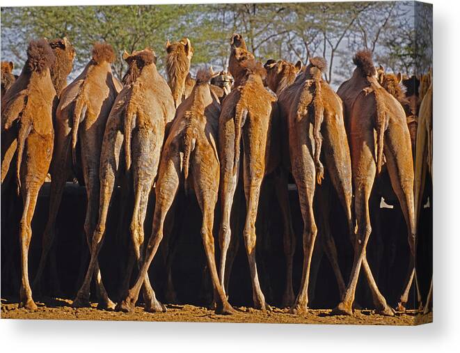 Camels Canvas Print featuring the photograph Rajasthan camel station by Dennis Cox