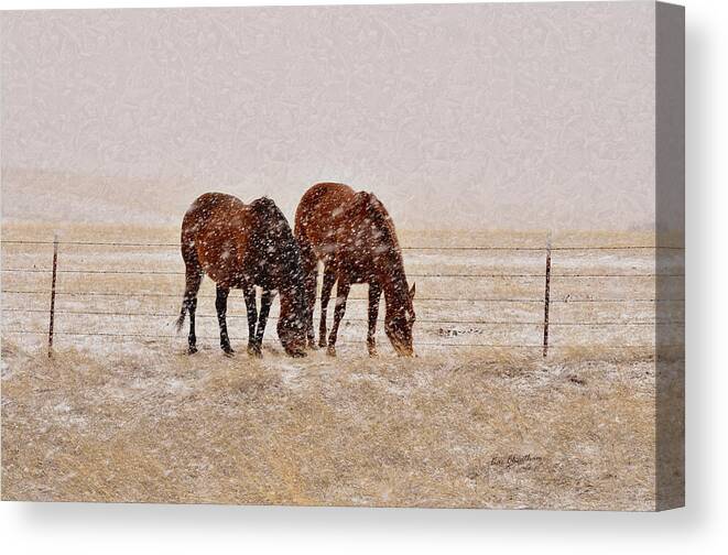 Brown Horses Canvas Print featuring the photograph Ranch Horses in Snow by Kae Cheatham