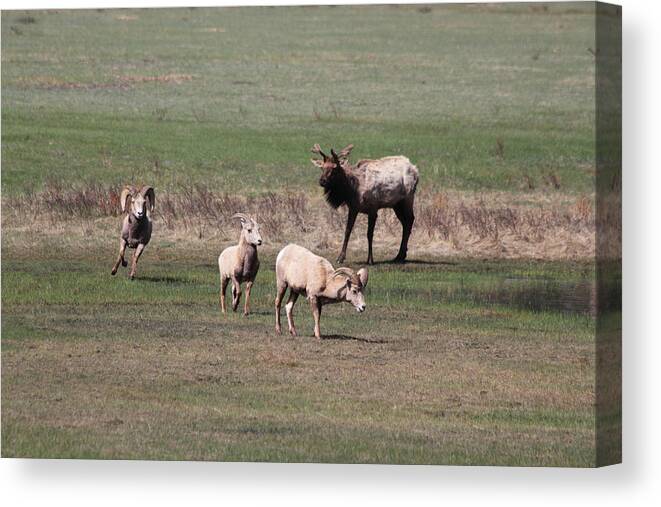 Elk Canvas Print featuring the photograph Rare Encounter by Shane Bechler