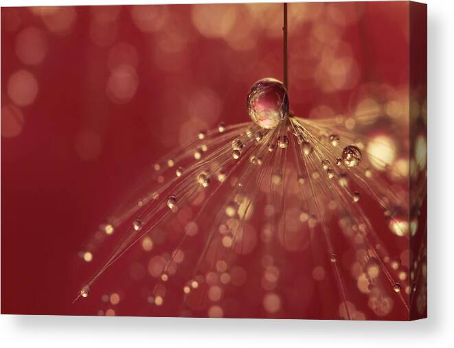 Dandelion Canvas Print featuring the photograph Raspberry Shower by Sharon Johnstone
