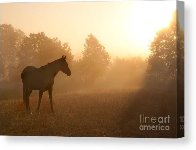 Arabian Canvas Print featuring the photograph Rays of Sunrise by Sari ONeal