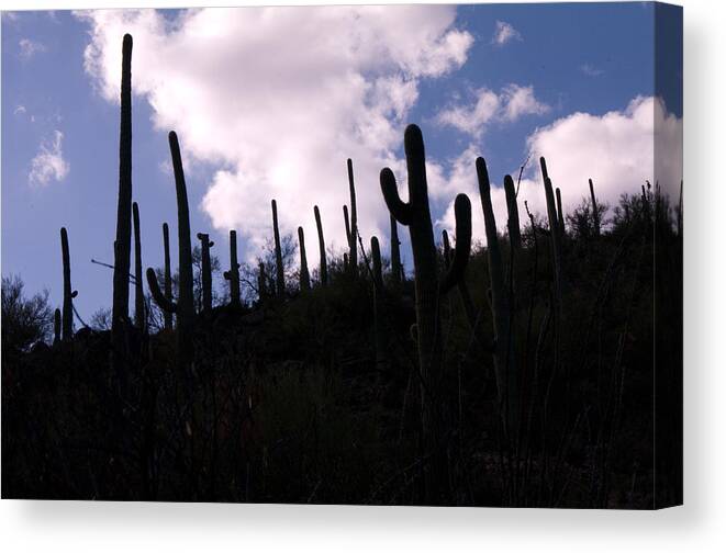 Cactus Canvas Print featuring the photograph Reach for the Sky by Greg Graham