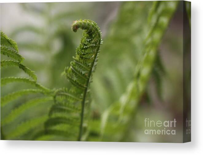 Fern Canvas Print featuring the photograph Reach for the Top II by Margaret Sarah Pardy