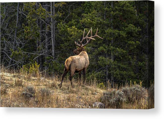 Elk Canvas Print featuring the photograph Ready At Dawn by Yeates Photography