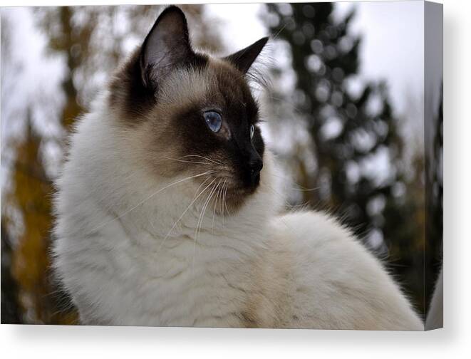 Cat Canvas Print featuring the photograph Ready for My Closeup by Cathy Mahnke