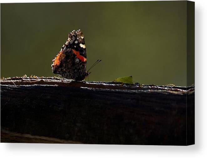Red Admiral Canvas Print featuring the photograph Red Admiral Butterfly by Stuart Litoff