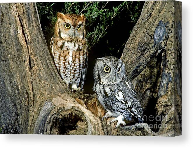 Eastern Screech Owl Canvas Print featuring the photograph Red And Gray Screech Owls by G Ronald Austing