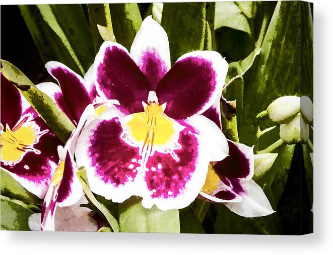 Red Canvas Print featuring the digital art Red And White Orchid by Photographic Art by Russel Ray Photos