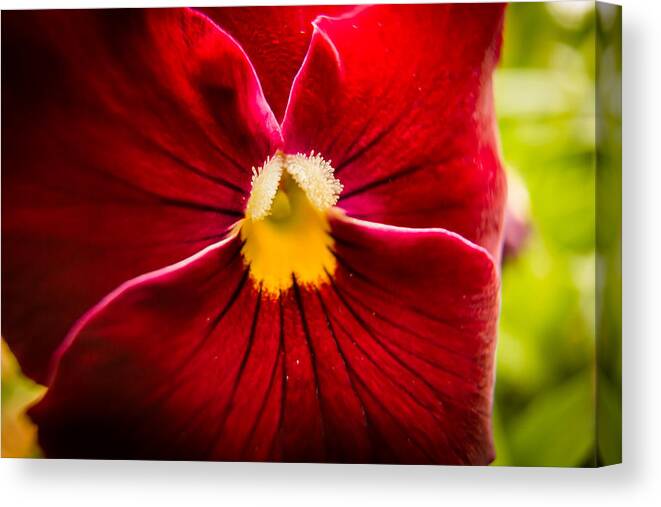 Jay Stockhaus Canvas Print featuring the photograph Red and Yellow by Jay Stockhaus