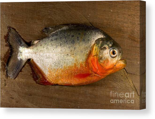 Peru Canvas Print featuring the photograph Red-bellied Piranha by Gregory G. Dimijian, M.D.