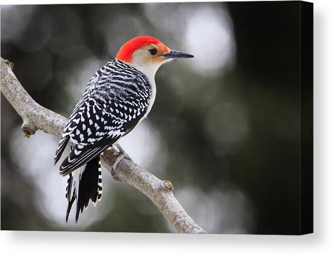 Bird Photography Canvas Print featuring the photograph Red-bellied Woodpecker by Gary Hall