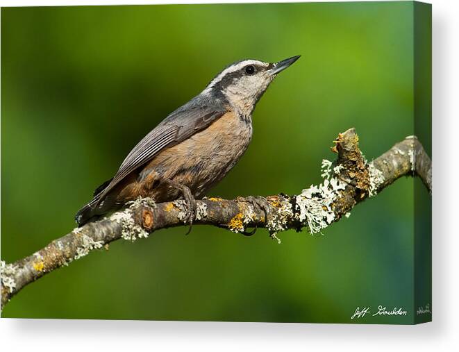 Animal Canvas Print featuring the photograph Red Breasted Nuthatch in a Tree by Jeff Goulden
