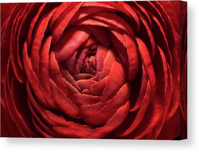 Natural Pattern Canvas Print featuring the photograph Red Buttercup Flower Macro Shot by Miragec