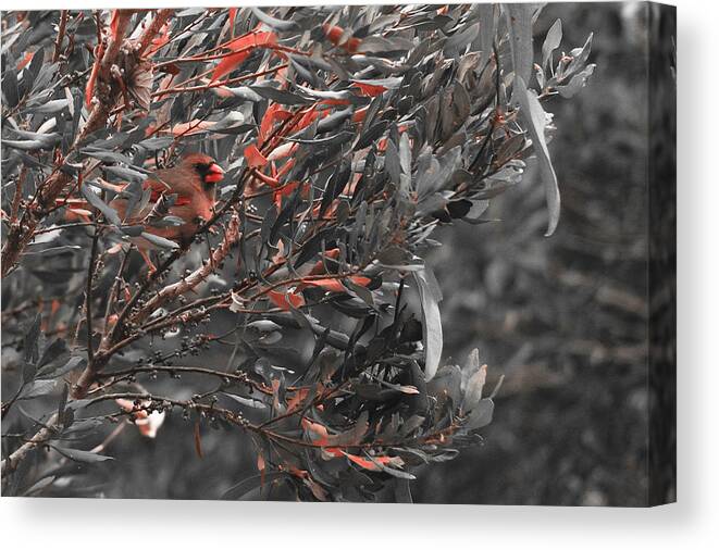 Bird Canvas Print featuring the photograph Red Camo by Francis Trudeau