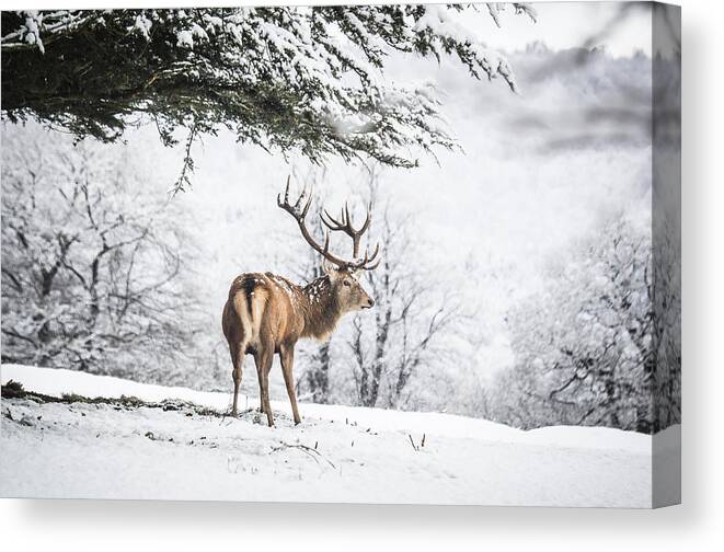Snow Canvas Print featuring the photograph Red Deer Stag by Mikedabell