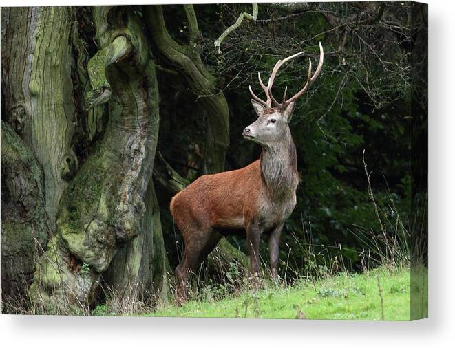 Grass Canvas Print featuring the photograph Red Deer Stag On The Quantock Hills by Robin Morrison
