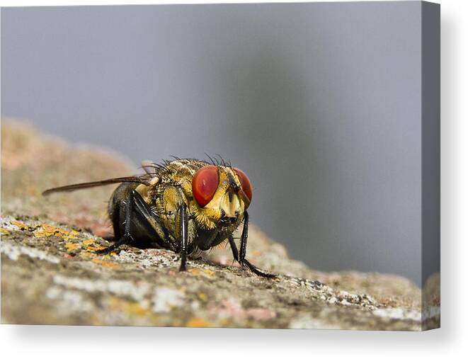 Macro Photography Canvas Print featuring the photograph Red eye fly 01 by Kevin Chippindall