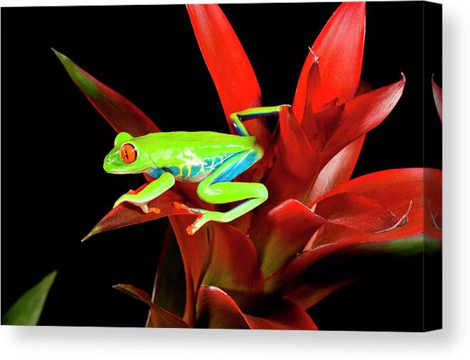 Agalychnis Callidryas Canvas Print featuring the photograph Red Eye Treefrog, Agalychnis by David Northcott