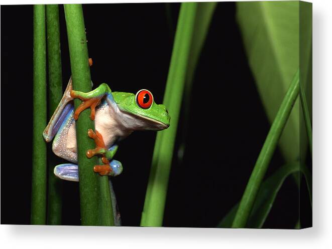 Animal Themes Canvas Print featuring the photograph Red-eyed tree frog clinging to plant by Comstock Images