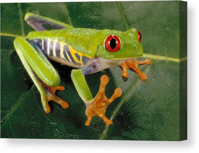 A Callidryas Canvas Print featuring the photograph Red Eyed Tree Frog by Paul Zahl