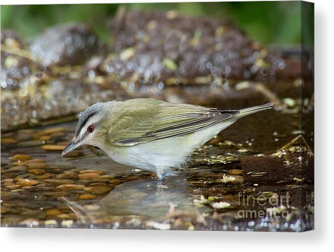 Red-eyed Vireo Canvas Print featuring the photograph Red-eyed Vireo by Anthony Mercieca