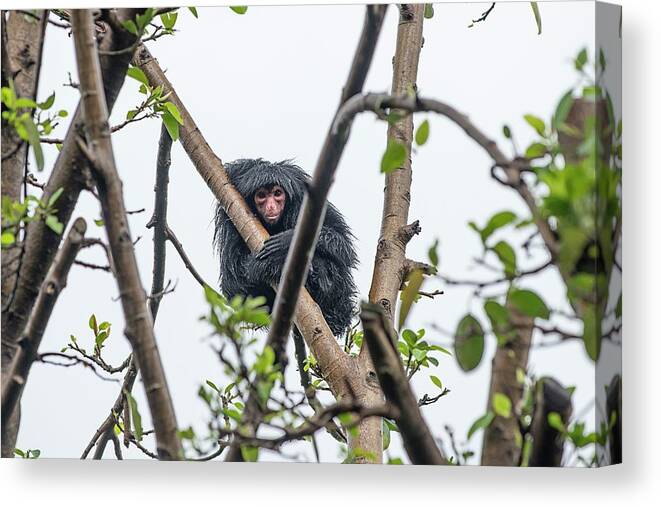 Biology Canvas Print featuring the photograph Red-faced Spider Monkey by Pan Xunbin