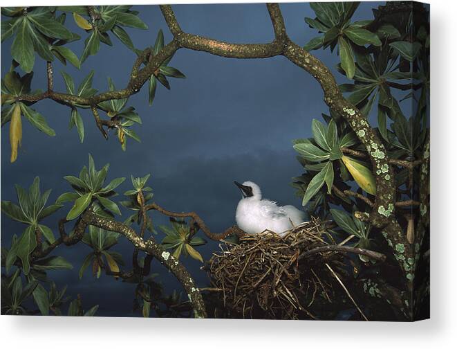 Feb0514 Canvas Print featuring the photograph Red-footed Booby Nesting Palmyra Atoll by Tui De Roy