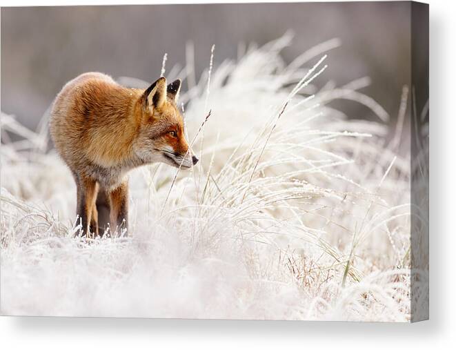 Fox Canvas Print featuring the photograph Red Fox and Hoar Frost _ The Catcher in the Rime by Roeselien Raimond