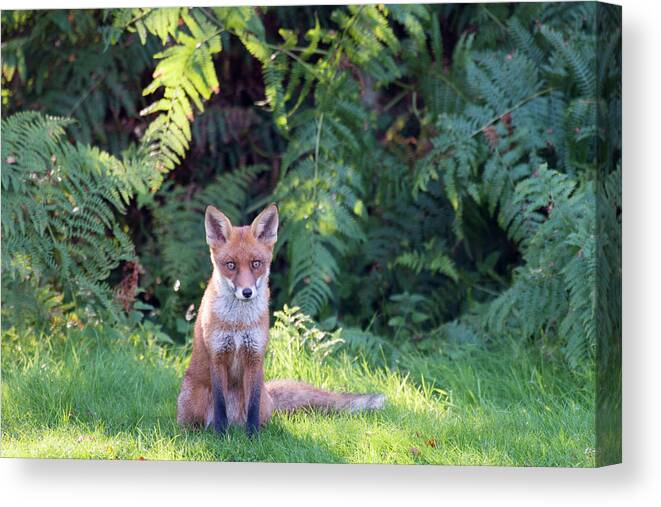 England Canvas Print featuring the photograph Red Fox Cub And Bracken by James Warwick