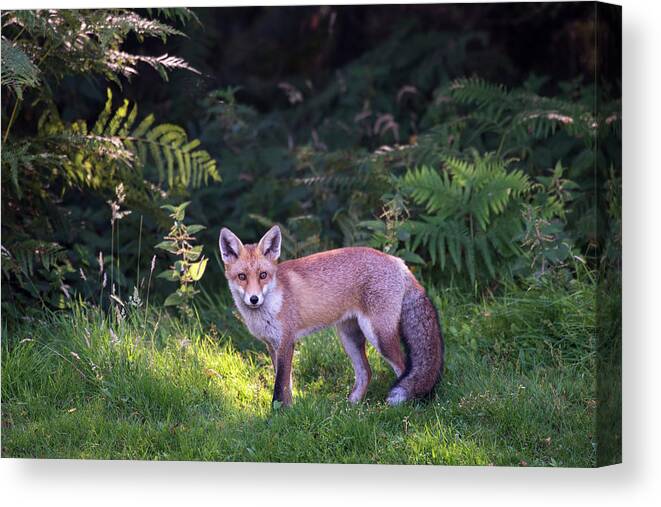 Conspiracy Canvas Print featuring the photograph Red Fox Cub At The Edge Of A Forest by James Warwick
