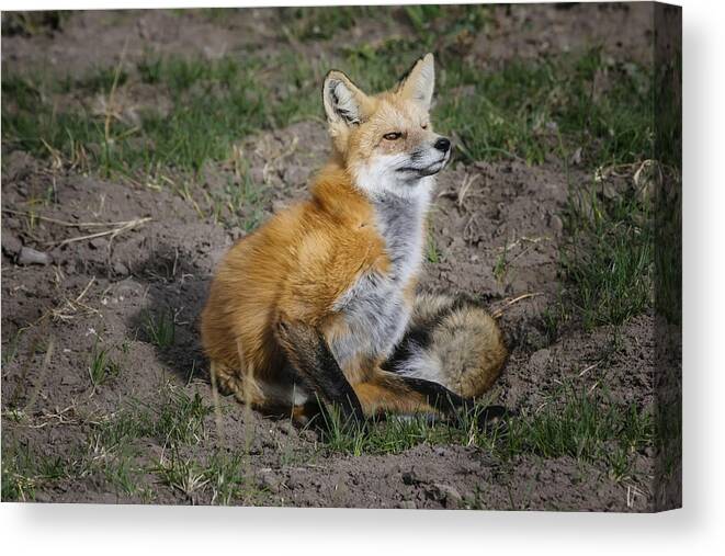Gary Hall Canvas Print featuring the photograph Red Fox by Gary Hall