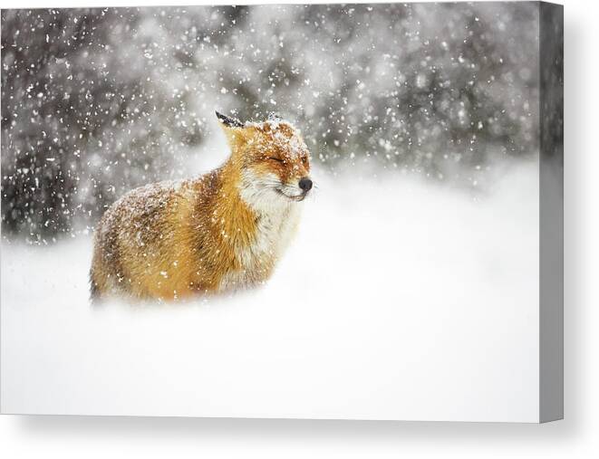Fox Canvas Print featuring the photograph Red Fox In A Heavy Snowstorm by Pim Leijen