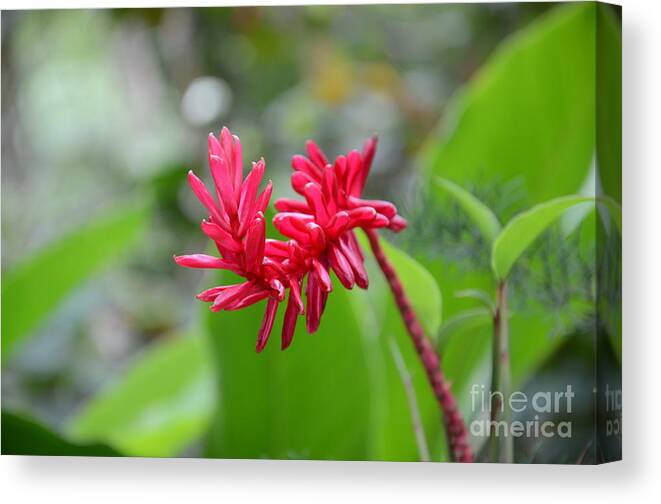 Red Ginger Canvas Print featuring the photograph Red Ginger by Laurel Best