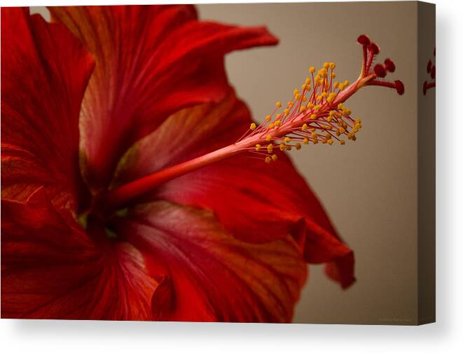 Fjm Multimedia Canvas Print featuring the photograph Red Hibiscus 5 by Frank Mari