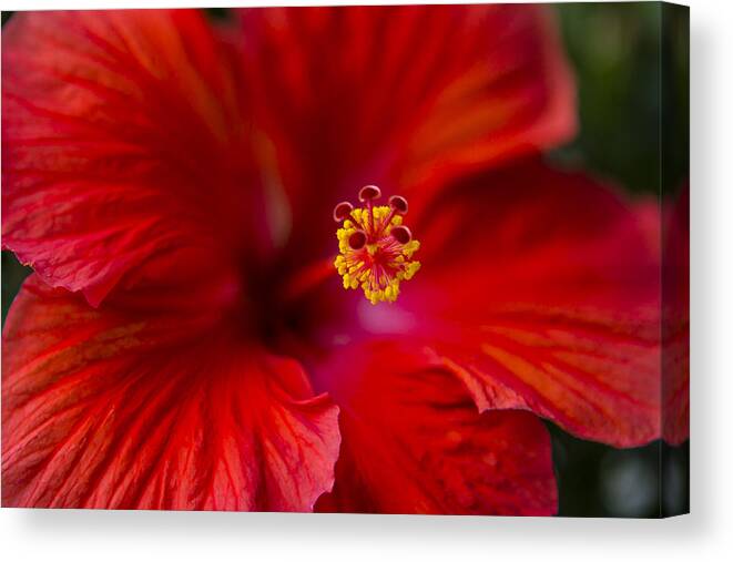 Red Canvas Print featuring the photograph Red Hibiscus by Eduard Moldoveanu