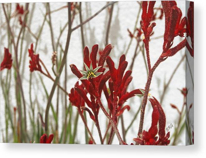 Red Flower Canvas Print featuring the photograph Red Kangaroo Paw by Ben and Raisa Gertsberg